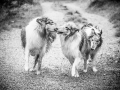 Geschwistertreffen_Langhaarcollies_Rough__Collie_bluemerle_weibchen_Männchen_Gwenda_Pepper_Gandalf_Gaia_Zuechterin_Treffen_Bruder_Schwester_Sheltie (33)