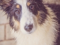 Geschwistertreffen_Langhaarcollies_Rough__Collie_bluemerle_weibchen_Männchen_Gwenda_Pepper_Gandalf_Gaia_Zuechterin_Treffen_Bruder_Schwester_Sheltie (38)