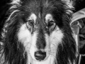 Geschwistertreffen_Langhaarcollies_Rough__Collie_bluemerle_weibchen_Männchen_Gwenda_Pepper_Gandalf_Gaia_Zuechterin_Treffen_Bruder_Schwester_Sheltie (51)