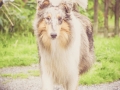 Geschwistertreffen_Langhaarcollies_Rough__Collie_bluemerle_weibchen_Männchen_Gwenda_Pepper_Gandalf_Gaia_Zuechterin_Treffen_Bruder_Schwester_Sheltie (56)