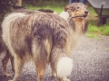 Geschwistertreffen_Langhaarcollies_Rough__Collie_bluemerle_weibchen_Männchen_Gwenda_Pepper_Gandalf_Gaia_Zuechterin_Treffen_Bruder_Schwester_Sheltie (59)