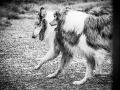 Geschwistertreffen_Langhaarcollies_Rough__Collie_bluemerle_weibchen_Männchen_Gwenda_Pepper_Gandalf_Gaia_Zuechterin_Treffen_Bruder_Schwester_Sheltie (6)
