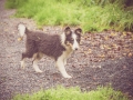 Geschwistertreffen_Langhaarcollies_Rough__Collie_bluemerle_weibchen_Männchen_Gwenda_Pepper_Gandalf_Gaia_Zuechterin_Treffen_Bruder_Schwester_Sheltie (65)