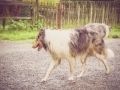 Geschwistertreffen_Langhaarcollies_Rough__Collie_bluemerle_weibchen_Männchen_Gwenda_Pepper_Gandalf_Gaia_Zuechterin_Treffen_Bruder_Schwester_Sheltie (71)