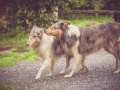 Geschwistertreffen_Langhaarcollies_Rough__Collie_bluemerle_weibchen_Männchen_Gwenda_Pepper_Gandalf_Gaia_Zuechterin_Treffen_Bruder_Schwester_Sheltie (74)