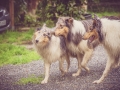 Geschwistertreffen_Langhaarcollies_Rough__Collie_bluemerle_weibchen_Männchen_Gwenda_Pepper_Gandalf_Gaia_Zuechterin_Treffen_Bruder_Schwester_Sheltie (77)
