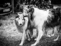 Geschwistertreffen_Langhaarcollies_Rough__Collie_bluemerle_weibchen_Männchen_Gwenda_Pepper_Gandalf_Gaia_Zuechterin_Treffen_Bruder_Schwester_Sheltie (84)