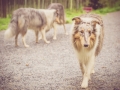 Geschwistertreffen_Langhaarcollies_Rough__Collie_bluemerle_weibchen_Männchen_Gwenda_Pepper_Gandalf_Gaia_Zuechterin_Treffen_Bruder_Schwester_Sheltie (89)