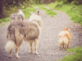 Geschwistertreffen_Langhaarcollies_Rough__Collie_bluemerle_weibchen_Männchen_Gwenda_Pepper_Gandalf_Gaia_Zuechterin_Treffen_Bruder_Schwester_Sheltie (92)