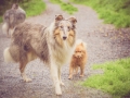 Geschwistertreffen_Langhaarcollies_Rough__Collie_bluemerle_weibchen_Männchen_Gwenda_Pepper_Gandalf_Gaia_Zuechterin_Treffen_Bruder_Schwester_Sheltie (98)