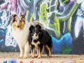 Border_Collie_Mischling_Maggy_tricolor_Langhaarocollie_Rough_Collie_Gaia_bluemerle_Marburg_Grafitti_Bunt_Stadt (1)