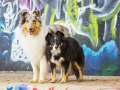 Border_Collie_Mischling_Maggy_tricolor_Langhaarocollie_Rough_Collie_Gaia_bluemerle_Marburg_Grafitti_Bunt_Stadt (3)