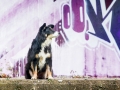 Border_Collie_Mischling_Maggy_tricolor_Marburg_Grafitti_Stadthund_Stadt_bunt (1)