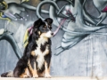 Border_Collie_Mischling_Maggy_tricolor_Marburg_Grafitti_Stadthund_Stadt_bunt (3)