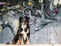Border_Collie_Mischling_Maggy_tricolor_Marburg_Grafitti_Stadthund_Stadt_bunt (5)