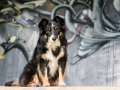 Border_Collie_Mischling_Maggy_tricolor_Marburg_Grafitti_Stadthund_Stadt_bunt (7)