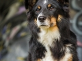 Border_Collie_Mischling_Maggy_tricolor_Marburg_Grafitti_Stadthund_Stadt_bunt (9)