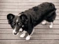 Border_Collie_Mischling_Maggy_tricolor_Marburg_Rosenpark_Bruecke_Holz (3)