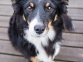 Border_Collie_Mischling_Maggy_tricolor_Marburg_Rosenpark_Bruecke_Holz (6)