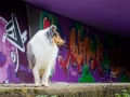 Langhaarcollie_Rough_Collie_Gaia_bluemerle_Marburg_Grafitti_wand_Bunt_Stadthund_Stadt (1)