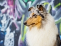 Langhaarcollie_Rough_Collie_Gaia_bluemerle_Marburg_Grafitti_wand_Bunt_Stadthund_Stadt (15)