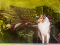 Langhaarcollie_Rough_Collie_Gaia_bluemerle_Marburg_Grafitti_wand_Bunt_Stadthund_Stadt (3)