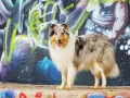 Langhaarcollie_Rough_Collie_Gaia_bluemerle_Marburg_Grafitti_wand_Bunt_Stadthund_Stadt (5)