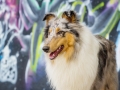 Langhaarcollie_Rough_Collie_Gaia_bluemerle_Marburg_Grafitti_wand_Bunt_Stadthund_Stadt (9)