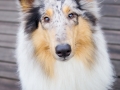 Langhaarcollie_Rough_Collie_Gaia_bluemerle_Marburg_Rosenpark_Bruecke_Holz (1)