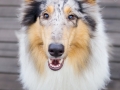 Langhaarcollie_Rough_Collie_Gaia_bluemerle_Marburg_Rosenpark_Bruecke_Holz (3)