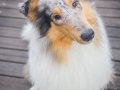 Langhaarcollie_Rough_Collie_Gaia_bluemerle_Marburg_Rosenpark_Bruecke_Holz (5)