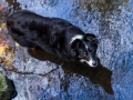 Border_Collie_Mischling_Maggy_tricolor_Hundefotografie_Tierfotografie_Marburg_Rauischholzhausen_Wald_Herbst_fotografin_Christine_Hemlep (13).jpg