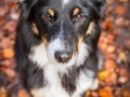 Border_Collie_Mischling_Maggy_tricolor_Hundefotografie_Tierfotografie_Marburg_Rauischholzhausen_Wald_Herbst_fotografin_Christine_Hemlep (15).jpg