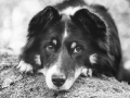 Border_Collie_Mischling_Maggy_tricolor_Hundefotografie_Tierfotografie_Marburg_Rauischholzhausen_Wald_Herbst_fotografin_Christine_Hemlep (2).jpg