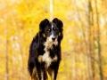 Border_Collie_Mischling_Maggy_tricolor_Hundefotografie_Tierfotografie_Marburg_Rauischholzhausen_Wald_Herbst_fotografin_Christine_Hemlep (21).jpg