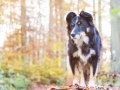 Border_Collie_Mischling_Maggy_tricolor_Hundefotografie_Tierfotografie_Marburg_Rauischholzhausen_Wald_Herbst_fotografin_Christine_Hemlep (5).jpg