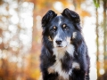 Border_Collie_Mischling_Maggy_tricolor_Hundefotografie_Tierfotografie_Marburg_Rauischholzhausen_Wald_Herbst_fotografin_Christine_Hemlep (7).jpg