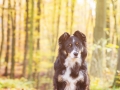 Border_Collie_Mischling_Maggy_tricolor_Hundefotografie_Tierfotografie_Marburg_Rauischholzhausen_Wald_Herbst_fotografin_Christine_Hemlep (9).jpg