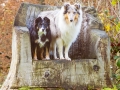 Langhaarcollie_Rough_Collie_Gaia_bluemerle_Border_Collie_Maggy_tricolor_Marburg_Rauischholzhausen_Wald_Herbst_Hundefreunde_Freunde (3).jpg