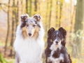 Langhaarcollie_Rough_Collie_Gaia_bluemerle_Border_Collie_Maggy_tricolor_Marburg_Rauischholzhausen_Wald_Herbst_Hundefreunde_Freunde (5).jpg