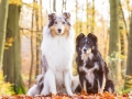 Langhaarcollie_Rough_Collie_Gaia_bluemerle_Border_Collie_Maggy_tricolor_Marburg_Rauischholzhausen_Wald_Herbst_Hundefreunde_Freunde (7).jpg
