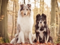 Langhaarcollie_Rough_Collie_Gaia_bluemerle_Border_Collie_Maggy_tricolor_Marburg_Rauischholzhausen_Wald_Herbst_Hundefreunde_Freunde (9).jpg