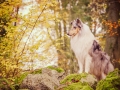 Langhaarcollie_Rough_Collie_Gaia_bluemerle_Hundefotografie_Tierfotografie_Marburg_Rauischholzhausen_Wald_Herbst_fotografin_Christine_Hemlep (13).jpg