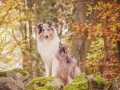 Langhaarcollie_Rough_Collie_Gaia_bluemerle_Hundefotografie_Tierfotografie_Marburg_Rauischholzhausen_Wald_Herbst_fotografin_Christine_Hemlep (15).jpg