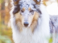 Langhaarcollie_Rough_Collie_Gaia_bluemerle_Hundefotografie_Tierfotografie_Marburg_Rauischholzhausen_Wald_Herbst_fotografin_Christine_Hemlep (17).jpg