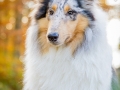 Langhaarcollie_Rough_Collie_Gaia_bluemerle_Hundefotografie_Tierfotografie_Marburg_Rauischholzhausen_Wald_Herbst_fotografin_Christine_Hemlep (21).jpg