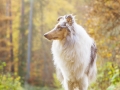 Langhaarcollie_Rough_Collie_Gaia_bluemerle_Hundefotografie_Tierfotografie_Marburg_Rauischholzhausen_Wald_Herbst_fotografin_Christine_Hemlep (27).jpg