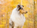 Langhaarcollie_Rough_Collie_Gaia_bluemerle_Hundefotografie_Tierfotografie_Marburg_Rauischholzhausen_Wald_Herbst_fotografin_Christine_Hemlep (31).jpg