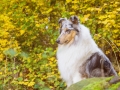 Langhaarcollie_Rough_Collie_Gaia_bluemerle_Hundefotografie_Tierfotografie_Marburg_Rauischholzhausen_Wald_Herbst_fotografin_Christine_Hemlep (5).jpg