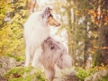 Langhaarcollie_Rough_Collie_Gaia_bluemerle_Hundefotografie_Tierfotografie_Marburg_Rauischholzhausen_Wald_Herbst_fotografin_Christine_Hemlep (7).jpg